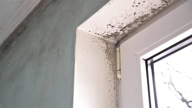 Best Fast Mold Removal  in Clear Lake, WA
