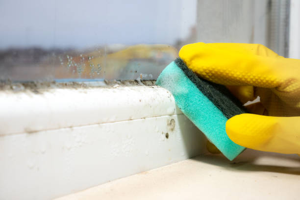 Best Same-Day Mold Removal  in Clear Lake, WA