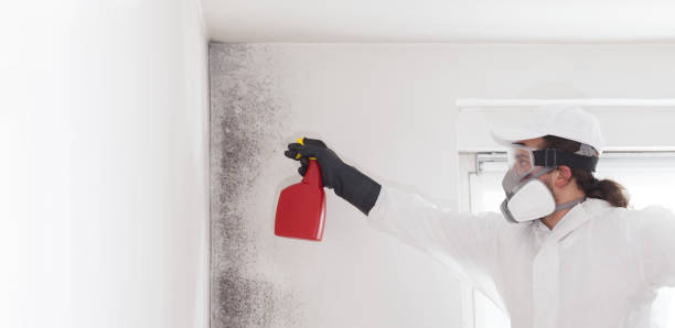 Best Affordable Mold Removal  in Clear Lake, WA